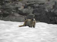 30-another_marmot-this_time_on_snow