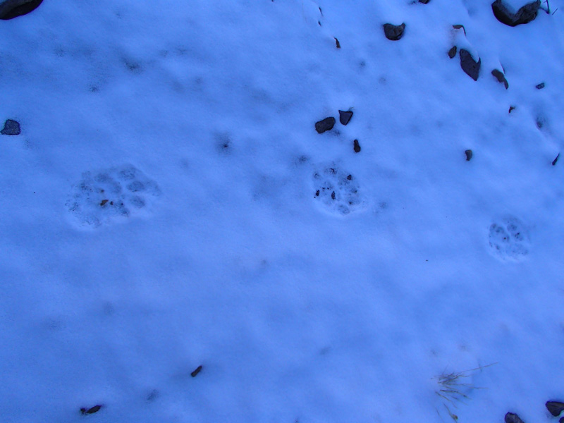 66-more_mountain_lion_tracks_in_the_snow