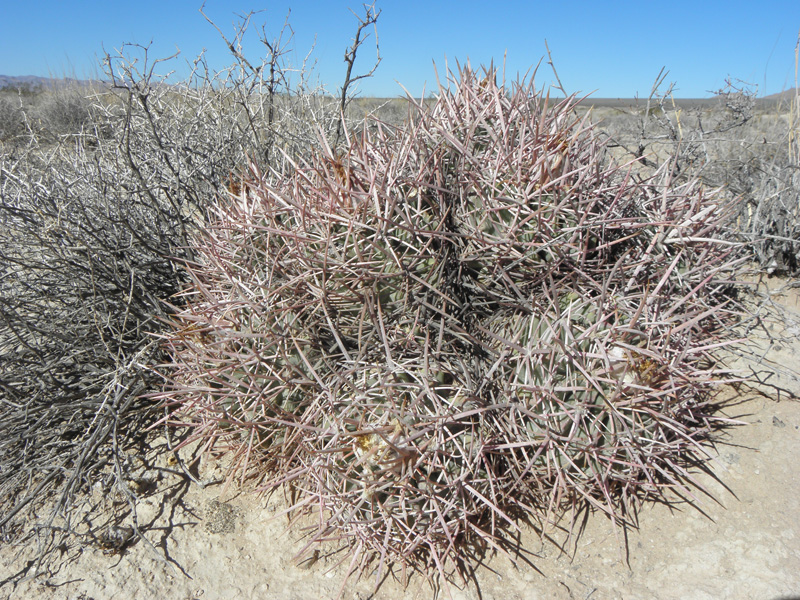 19-Cottontop_Cactus