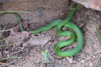33-snake_on_trail