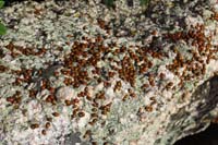 25-lots_of_ladybugs_at_the_top