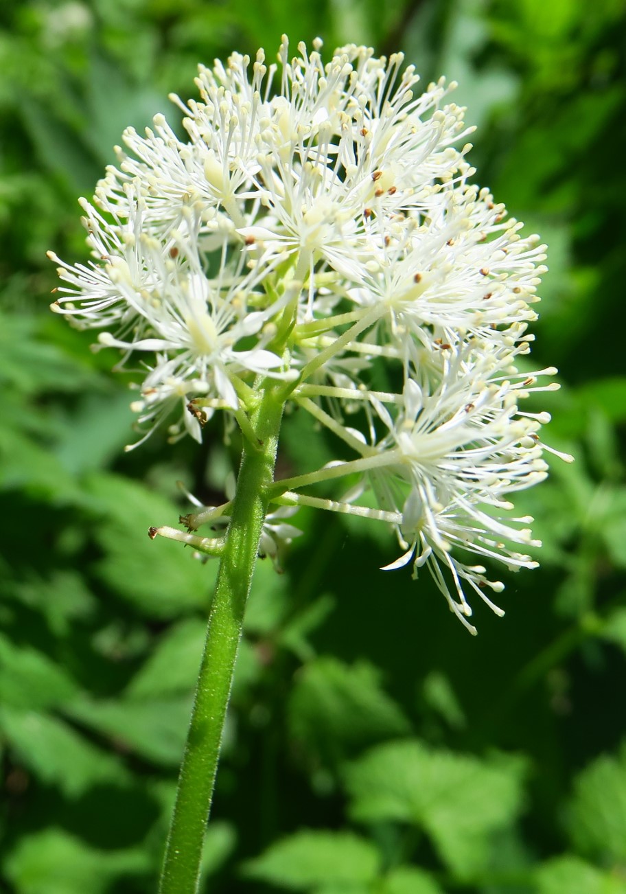 28-Baneberry-Actaea_Rubra