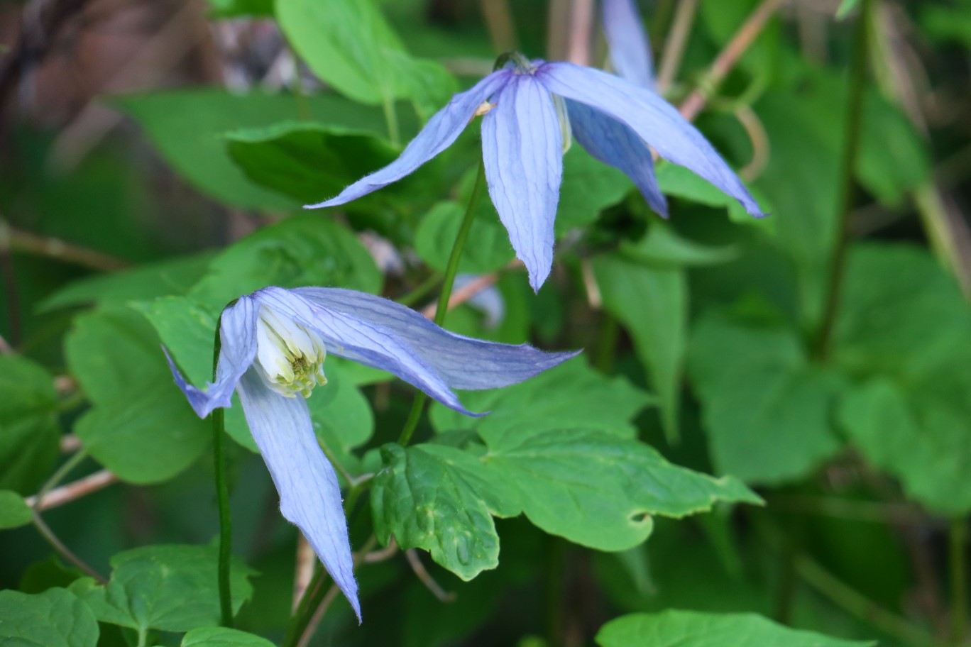 79-Rock_Clematis-Clematis_Columbiana