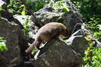 30-marmot_on_the_rocks