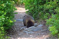 31-marmot_taking_a_stroll_up_the_trail