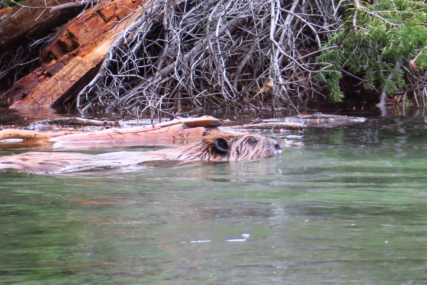 68-beaver_swimming_near_dock