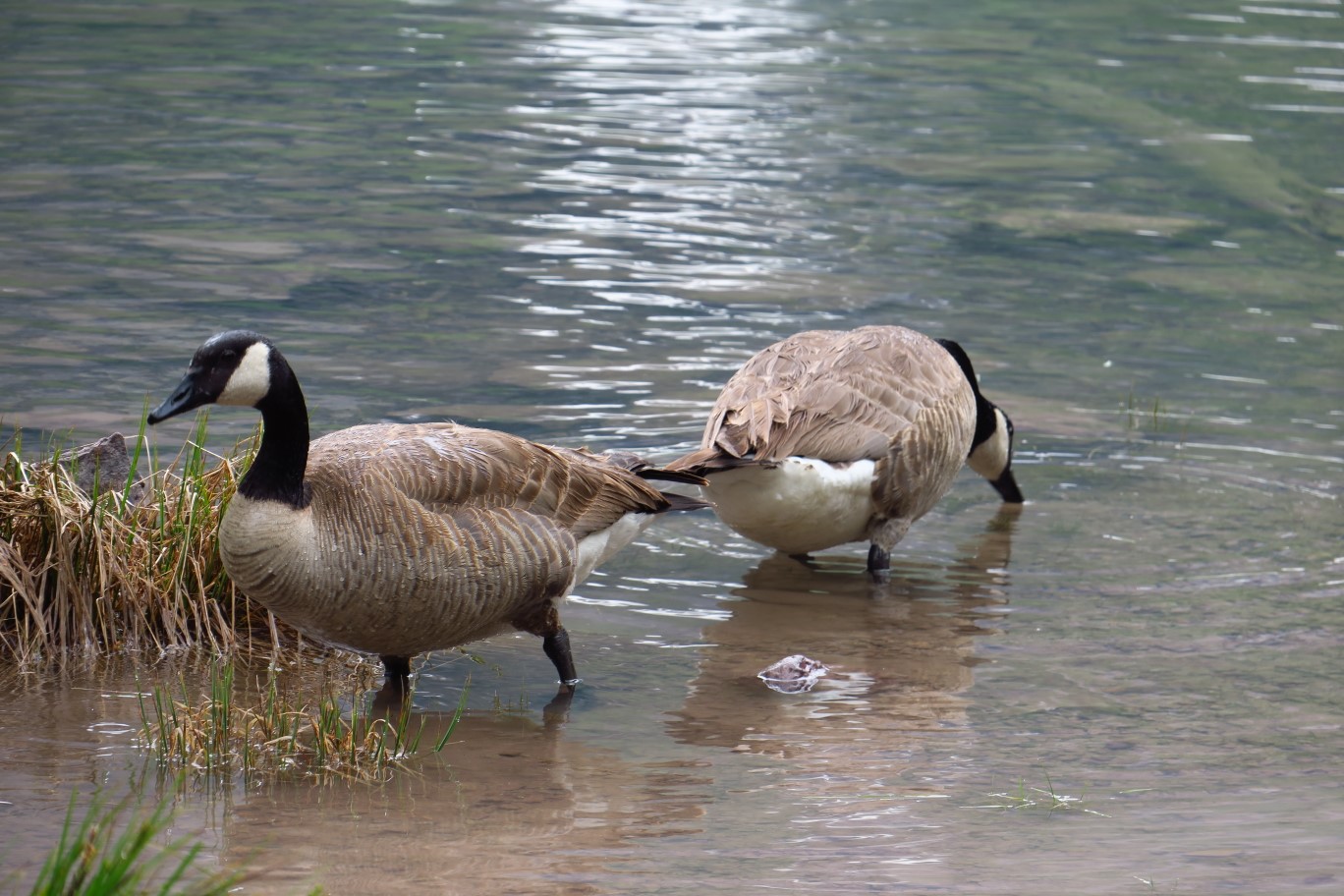 31-Canadian_Geese