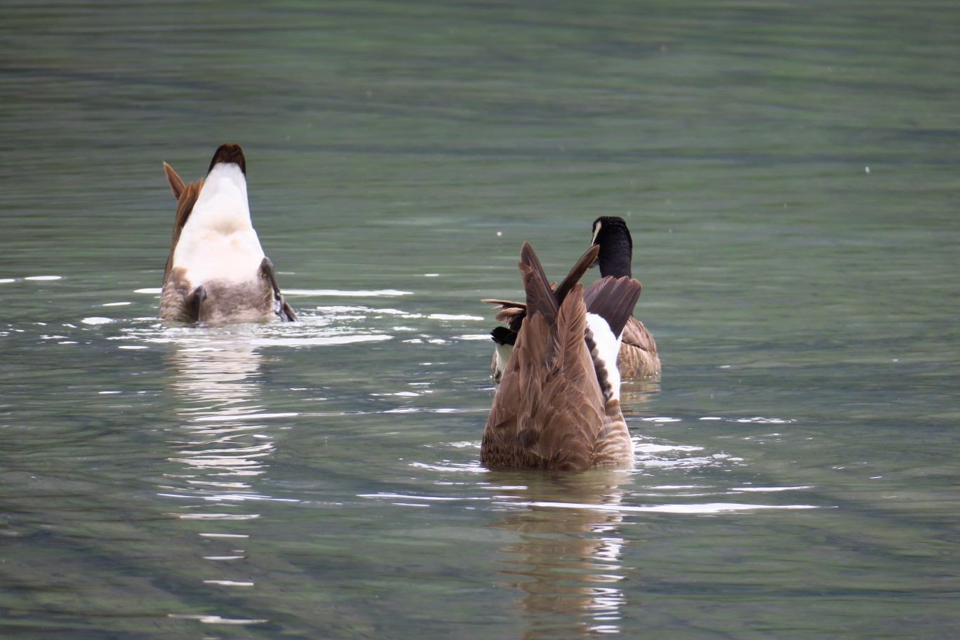 32-Canadian_Geese_eating