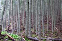 18-thick_tall_tree_trunks-looks_like_old_avalanche_debris_in_background