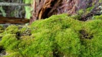 20-moss_looks_like_a_thick_lawn