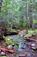 25-pretty_forest_scenery_with_merging_stream