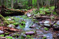 26-pretty_forest_scenery_with_merging_stream