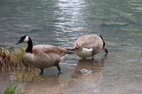 31-Canadian_Geese