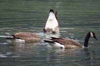 33-Canadian_Geese