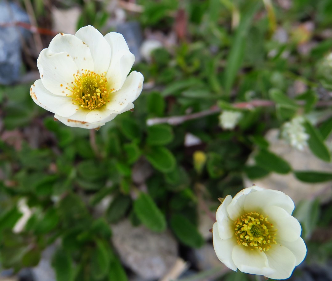 059-smallflowered_anemone-anemone_parviflora