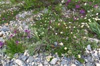 057-patch_of_smallflowered_anemone_and_lupines_flowers